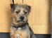 12 months Yorkshire terrier x jack Russell boy