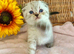 BEAUTIFUL LITTLE TEDDY BEARS (READY 17TH JULY)
