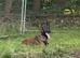 Trained security Belgiun Malinois