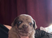 Pug cross