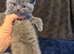 Pure-breed British Shorthair