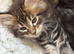 Stunning Mainecoon kittens