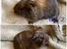 3 gorgeous boys for sale