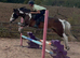 Safe and Easy 15hh Mothers Dream Dream Cob