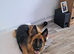 18month old German Shepherd bitch