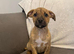 Beagle x staff puppies