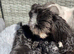 Shihpoo, DNA health tested parent