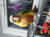 Hand reared male greencheek conures ready to go