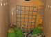 Baby Lovebirds
