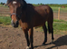 Irish Draught Yearling Gelding