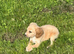 Cocker spaniel puppy urgent