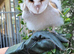 Barn Owl For Sale