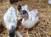 Silver Call ducklings