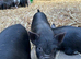 Kune Kune Girls and Boys Ready To Leave 5th September at 9 weeks old :)