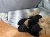 Labrador KC registered puppies