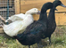 Small flock of ducks for sale 2 females and 1 male