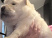 2 stunning male chow chow Puppys left
