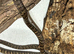 Russian Rat Snake Hatchlings