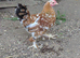 2x Millefleur Bantams