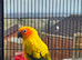 Blue crown and sun conure, also green cheeks