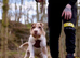 6th generation merel sharpei