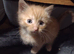 3 male ginger kittens