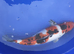 Sanke koi ~40cm
