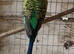 Male Blackwing Budgie