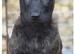 2 male Dutch herders puppies