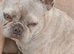 French bulldog bitch