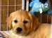 Kc golden retriever puppies