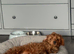 Cavapoo