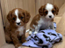 Beautiful cavalier puppies last boy and girl