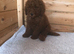 Stunning miniature poodle puppies for sale