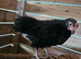 x4 Small Mix breed Chickens