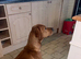 Part trained male make a excellent pet or work