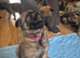German shepherd crossed malinois