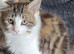 Gorgeous female kitten