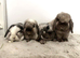 Bonded neutered mini lops &pound;100-&pound;200