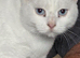 Ragdoll x