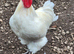 Poulet De Bresse Hatching eggs - dual purpose chickens