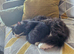 WARNING: Extreme Cuteness Overload Imminent!