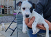 Jack Russell Puppy's