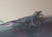 Baby bearded dragons