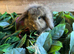 Stunning mini lion lops