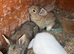 Flemish baby rabbits