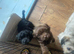 Two Boys for Sale