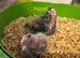 Hand reared baby cockatiels