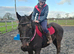 Dancer 15:2 British Riding Pony