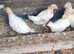 4 unsexed yokohama chicks (off heat)5 weeks old